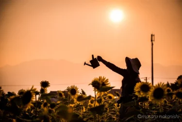 田園風景と夕日とのコラボが美しかった「スターランドさかだに（福井県大野市）」のひまわり畑