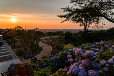 金沢・卯辰山の新スポット「眺望の丘」の紫陽花＆夕日が見事でした