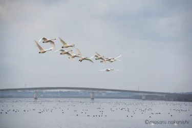 渡り鳥の飛来地である羽咋市・邑知潟で白鳥の飛翔を撮影してきました